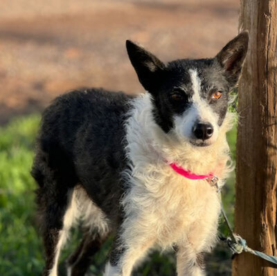 RITA, Border Collie Mischung - Hündin