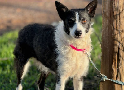 RITA, Border Collie Mischung - Hündin