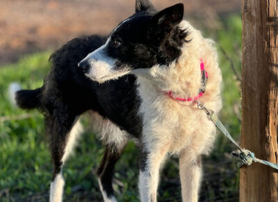 RITA, Border Collie Mischung - Hündin