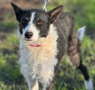 RITA, Border Collie Mischung - Hündin