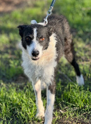 RITA, Border Collie Mischung - Hündin