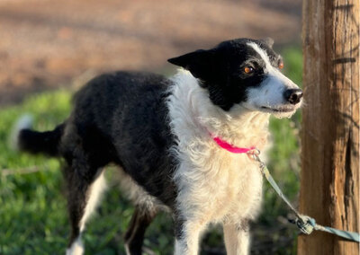 RITA, Border Collie Mischung - Hündin