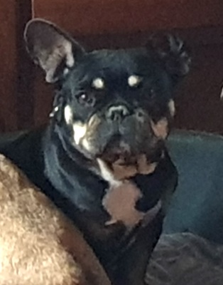 RITA, Franz. Bulldogge - Hündin
