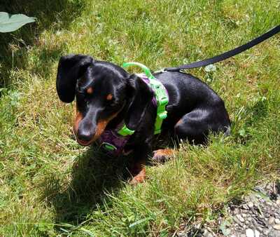 RITA, Kurzhaardackel - Hündin