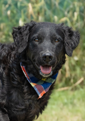 RITA - R E S E R V I E R T !!!!! anhänglich, verschmust, zutraulich, sensibel, unterwürfig, liebenswert, freundlich