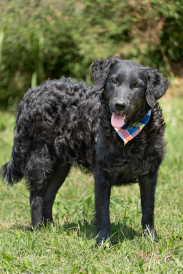 RITA - R E S E R V I E R T !!!!! anhänglich, verschmust, zutraulich, sensibel, unterwürfig, liebenswert, freundlich, Mischling (Video auf HP) - Hündin