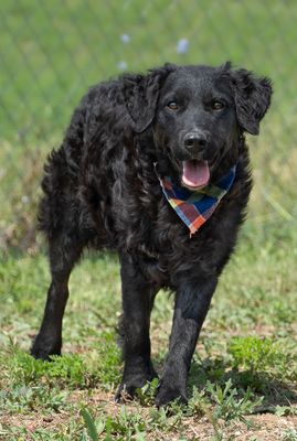 RITA - R E S E R V I E R T !!!!! anhänglich, verschmust, zutraulich, sensibel, unterwürfig, liebenswert, freundlich, Mischling (Video auf HP) - Hündin