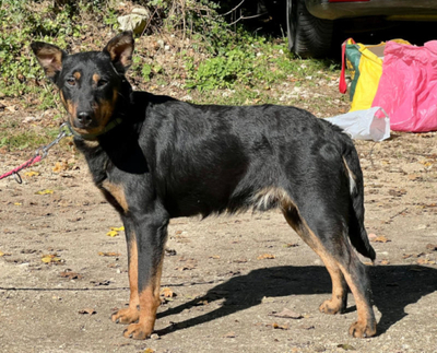 RIXIE - hübscher Rüde sucht SEINE Familie, RIXIE - hübscher Rüde sucht SEINE Familie - Rüde