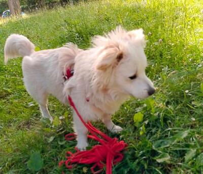 ROBBY, Spitzmix - Rüde