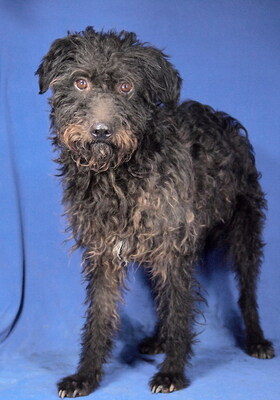 ROBERTO - R E S E R V I E R T !!!!! NOTFALL - SPENDENAUFRUF! freundlich und lieb, anhänglich, zunächst sehr ängstlich, Mischling (Video auf HP) - Rüde