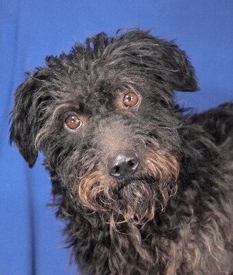 ROBERTO - R E S E R V I E R T !!!!! NOTFALL - SPENDENAUFRUF! freundlich und lieb, anhänglich, zunächst sehr ängstlich, Mischling (Video auf HP) - Rüde