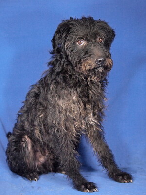 ROBERTO - R E S E R V I E R T !!!!! NOTFALL - SPENDENAUFRUF! freundlich und lieb, anhänglich, zunächst sehr ängstlich, Mischling (Video auf HP) - Rüde