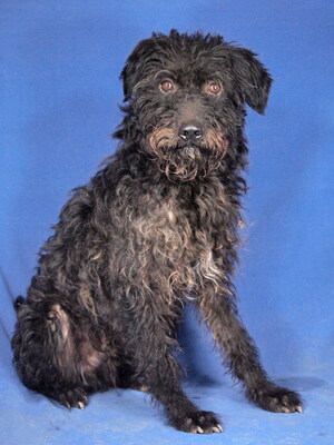 ROBERTO - R E S E R V I E R T !!!!! NOTFALL - SPENDENAUFRUF! freundlich und lieb, anhänglich, zunächst sehr ängstlich, Mischling (Video auf HP) - Rüde