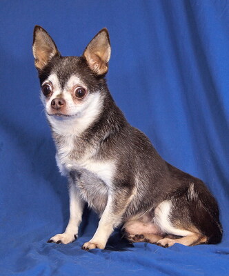 ROBI - R E S E R V I E R T !!!!! anfangs sehr ängstlich; verschmust, anhänglich, neugierig, lebhaft, aufmerksam, katzenverträglich, Chihuahua - Rüde