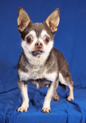 ROBI - R E S E R V I E R T !!!!! anfangs sehr ängstlich; verschmust, anhänglich, neugierig, lebhaft, aufmerksam, katzenverträglich, Chihuahua - Rüde