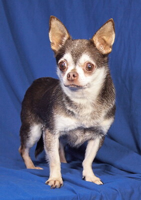 ROBI - anfangs sehr ängstlich; verschmust, anhänglich, neugierig, lebhaft, aufmerksam, katzenverträglich