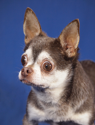 ROBI - anfangs sehr ängstlich; verschmust, anhänglich, neugierig, lebhaft, aufmerksam, katzenverträglich, Chihuahua - Rüde