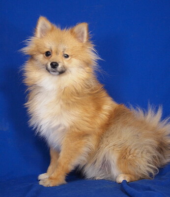 ROBIN - R E S E R V I E R T !!!!! NOTFALL!!!!! SPENDENAUFRUF!!!!! sehr lieb, anhänglich, lebhaft, intelligent, katzenverträglich