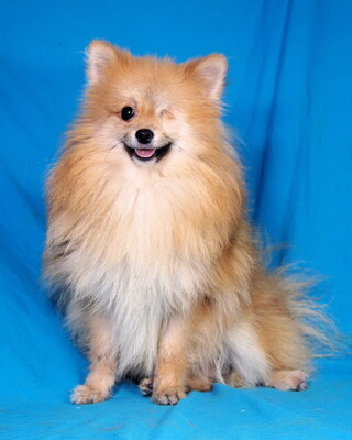 ROBIN (einäugig) - sehr lieb, anhänglich, lebhaft, intelligent, katzenverträglich