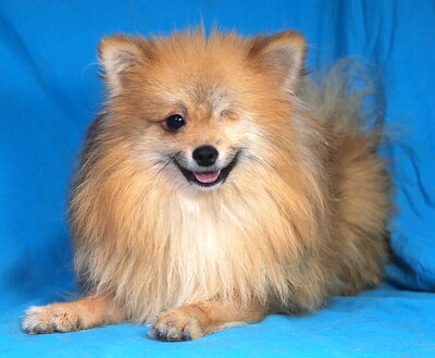 ROBIN (einäugig) - sehr lieb, anhänglich, lebhaft, intelligent, katzenverträglich, Spitz - Rüde