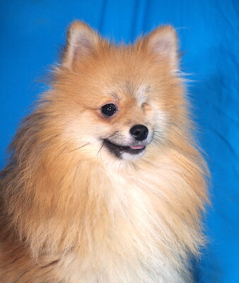 ROBIN (einäugig) - sehr lieb, anhänglich, lebhaft, intelligent, katzenverträglich, Spitz - Rüde