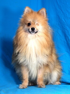 ROBIN (einäugig) - sehr lieb, anhänglich, lebhaft, intelligent, katzenverträglich, Spitz - Rüde