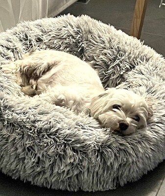 ROBIN - freundlich, anhänglich, liebt Spaziergänge, ruhiges Wesen, katzenverträglich, anfangs ängstlich