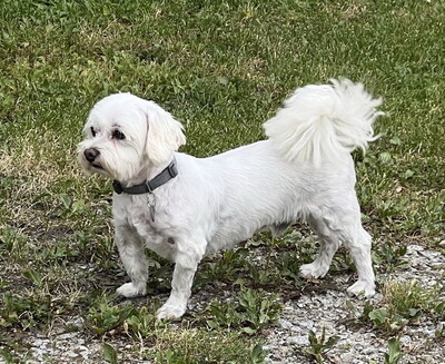 ROBIN - freundlich, anhänglich, liebt Spaziergänge, ruhiges Wesen, katzenverträglich, anfangs ängstlich, Malteser - Betreuungsplatz OÖ - Rüde