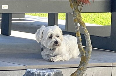 ROBIN - freundlich, anhänglich, liebt Spaziergänge, ruhiges Wesen, katzenverträglich, anfangs ängstlich, Malteser - Betreuungsplatz OÖ - Rüde