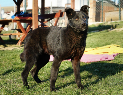 ROBIN - liebenswürdig, sensibel, sanftmütig, freundlich, zugänglich, gutmütig, ruhige Persönlichkeit, Mischling - Rüde