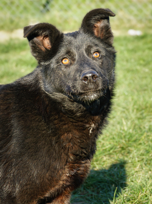 ROBIN - liebenswürdig, sensibel, sanftmütig, freundlich, zugänglich, gutmütig, ruhige Persönlichkeit