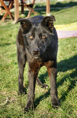 ROBIN - liebenswürdig, sensibel, sanftmütig, freundlich, zugänglich, gutmütig, ruhige Persönlichkeit, Mischling (Video auf HP) - Rüde