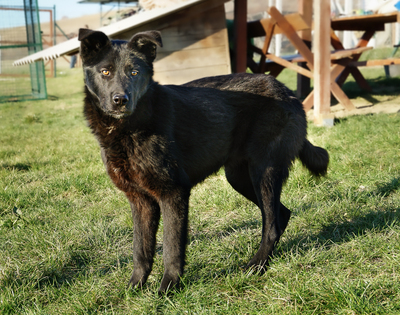 ROBIN - liebenswürdig, sensibel, sanftmütig, freundlich, zugänglich, gutmütig, ruhige Persönlichkeit, Mischling (Video auf HP) - Rüde