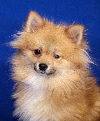 ROBIN - sehr lieb, anhänglich, lebhaft, intelligent, katzenverträglich, Spitz - Rüde