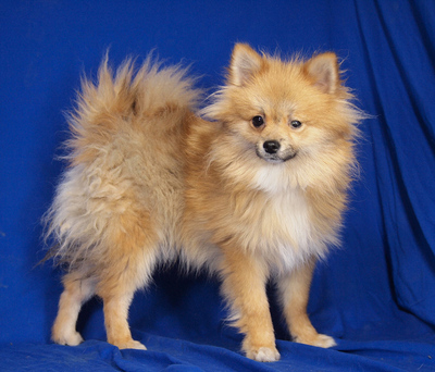 ROBIN - sehr lieb, anhänglich, lebhaft, intelligent, katzenverträglich, Spitz - Rüde