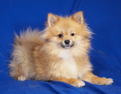 ROBIN - sehr lieb, anhänglich, lebhaft, intelligent, katzenverträglich, Spitz - Rüde