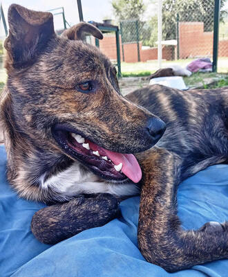 ROCCO (dreibeinig) - sehr anhänglich, verschmust, menschenbezogen, sanftmütig