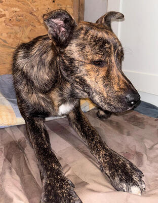 ROCCO (dreibeinig) - sehr anhänglich, verschmust, menschenbezogen, sanftmütig, Mischling (Video auf HP) - Rüde