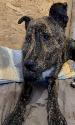 ROCCO (dreibeinig) - sehr anhänglich, verschmust, menschenbezogen, sanftmütig, Mischling (Video auf HP) - Rüde