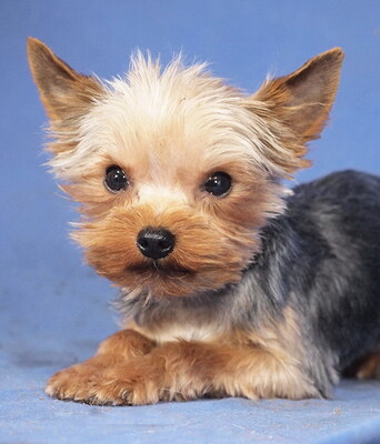 ROCCO - lieb und anhänglich, lebhaft, gelehrig, interessiert, katzenverträglich, anfangs schüchtern, Yorkshire Terrier - Rüde 1