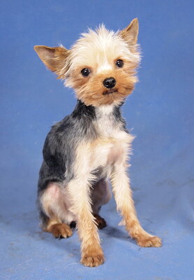 ROCCO - lieb und anhänglich, lebhaft, gelehrig, interessiert, katzenverträglich, anfangs schüchtern, Yorkshire Terrier - Rüde