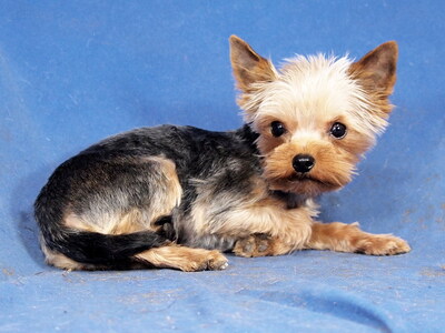 ROCCO - lieb und anhänglich, lebhaft, gelehrig, interessiert, katzenverträglich, anfangs schüchtern, Yorkshire Terrier - Rüde