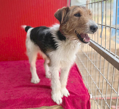 ROCKY, Foxterrier - Rüde