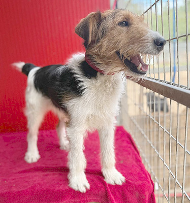 ROCKY, Foxterrier - Rüde