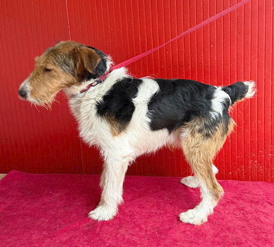 ROCKY, Foxterrier - Rüde