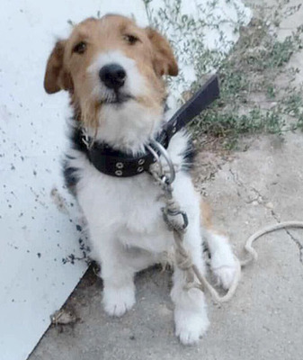 ROCKY, Foxterrier - Rüde