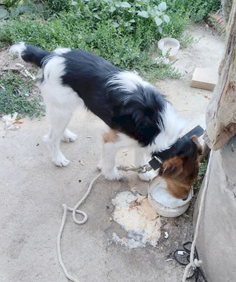 ROCKY, Foxterrier - Rüde