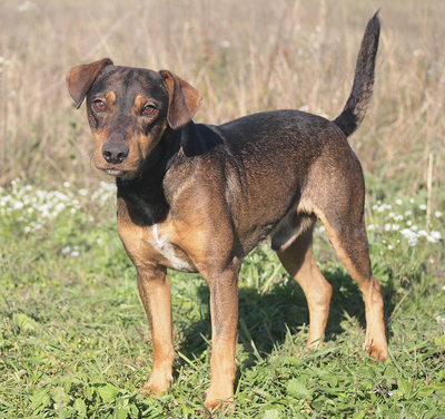 ROCKY - NOTFALL!!!!! äußerst freundlich und menschenorientiert, fröhlich, verschmust, lebhaft, klug, neugierig, als Zweithund zu einer Hündin, Mischling - Rüde