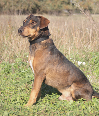 ROCKY - NOTFALL!!!!! äußerst freundlich und menschenorientiert, fröhlich, verschmust, lebhaft, klug, neugierig, als Zweithund zu einer Hündin, Mischling - Rüde