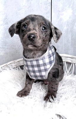 ROCKY möchte gerne bald umziehen…